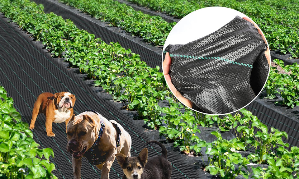 6ftx300ft Weed Barrier Landscape 3.2oz Fabric Heavy Duty, Woven Weed Control Cloth, Woven Geotextile Fabric for Underlayment, Gardening Ground, Commercial Driveway Weed Block Cover Mat